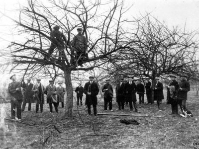 Fruitbomen snoeien, Nijbroek (bron: OKV)