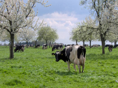 Stichting IJsselboomgaarden : weide in een IJsselboomgaard