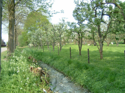 Behoud IJssellandschap : Stichting IJsselboomgaarden 