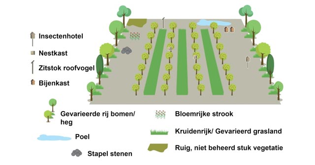 Verschillende elementen in een boomgaard: kruiden, struiken, hagen, nestkasten, insectenhotel e.d.